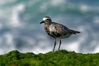 Kulik bledy - Pluvialis squatarola - Grey Plover o2097